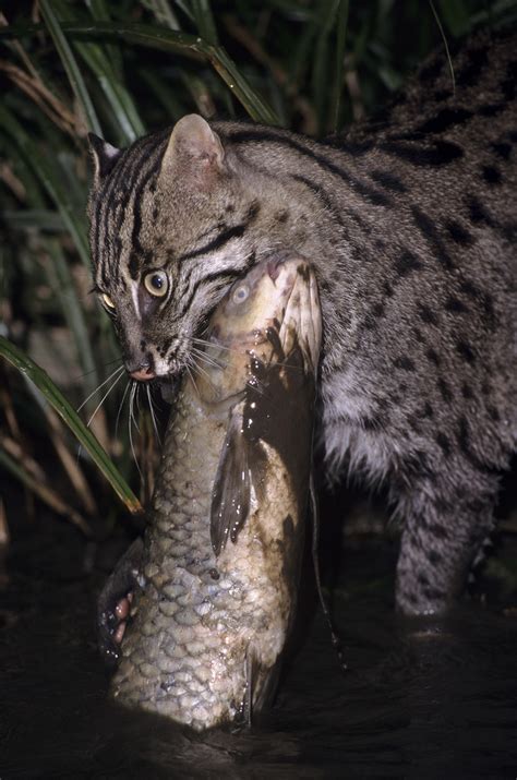 fish cat|Fishing Cat Facts .